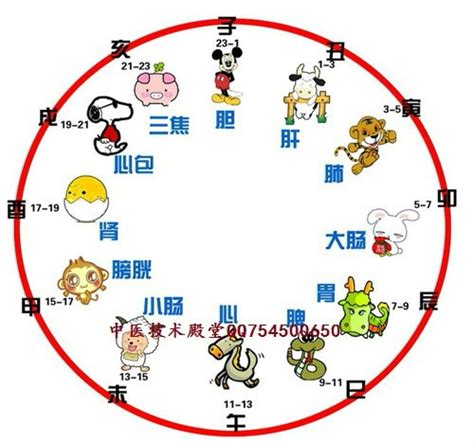 五行 身體部位|十二地支代表的人體器官和五臟六腑